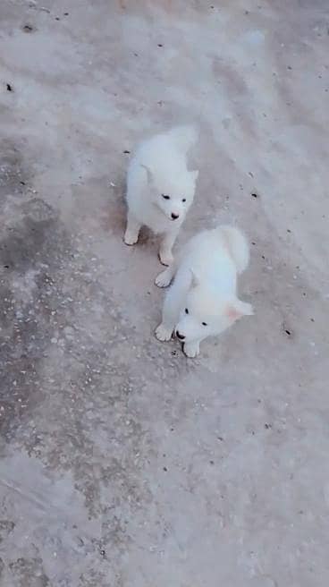 am seling my pets 03064619801 only this num contect