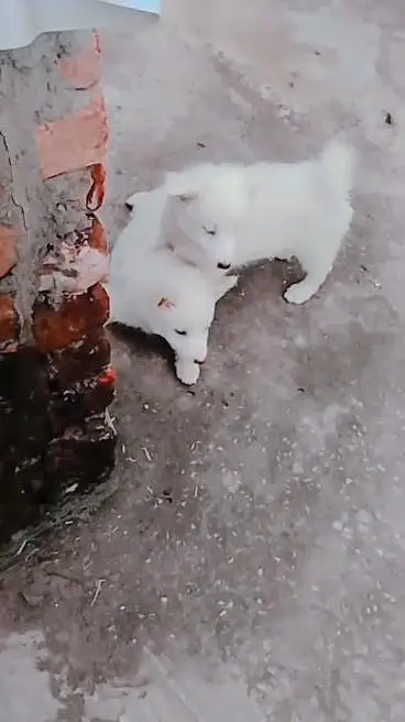 am seling my pets 03064619801 only this num contect — photo 5