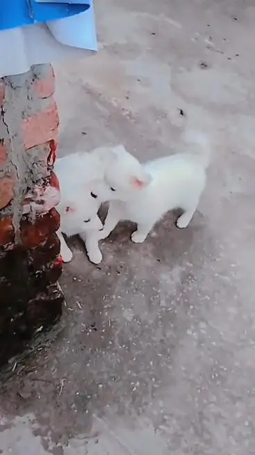 am seling my pets 03064619801 only this num contect — photo 6