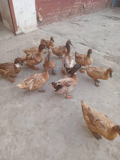 Khaki Camel Ducks for Sale