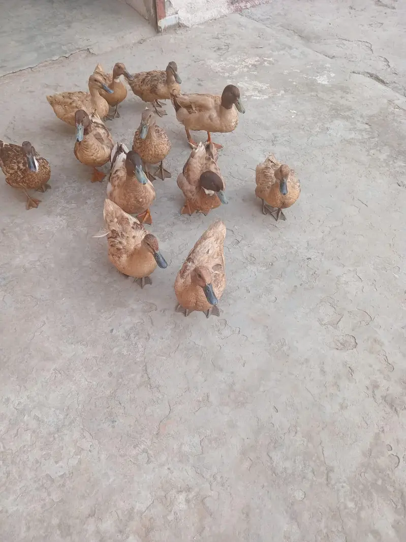 Khaki Camel Ducks for Sale — photo 2