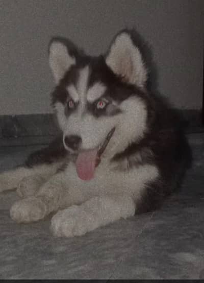 Husky puppy