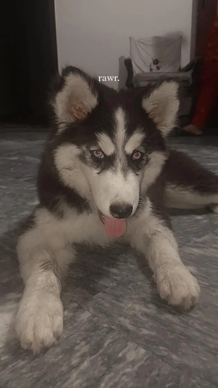 Husky puppy — photo 2