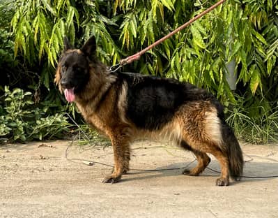 Pink pedigree  long Coat German shephard Female For Sale