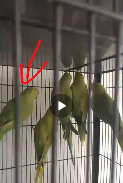 full breeder female ha final price 3500