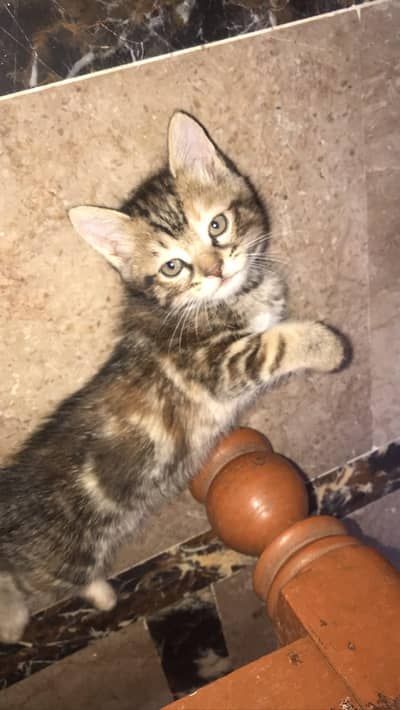 2 months old Healthy Persian cat for sale