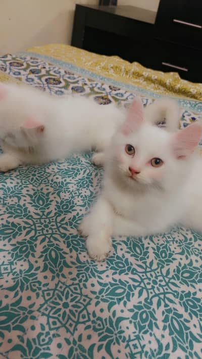 Persian kitten Male & Female Pair 3 Couted
