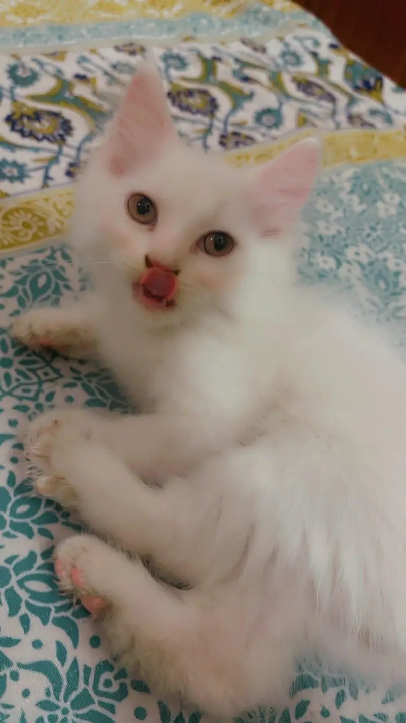 Persian kitten Male & Female Pair 3 Couted — photo 2