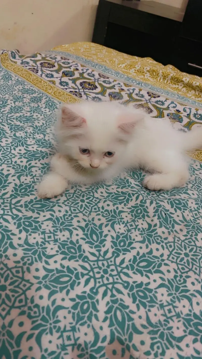 Persian kitten Male & Female Pair 3 Couted — photo 3