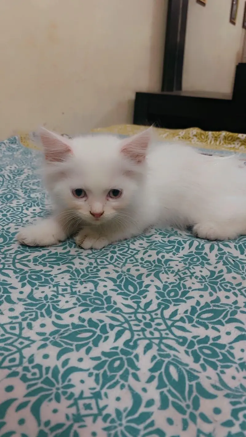 Persian kitten Male & Female Pair 3 Couted — photo 4