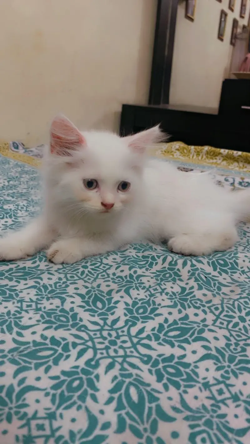 Persian kitten Male & Female Pair 3 Couted — photo 5