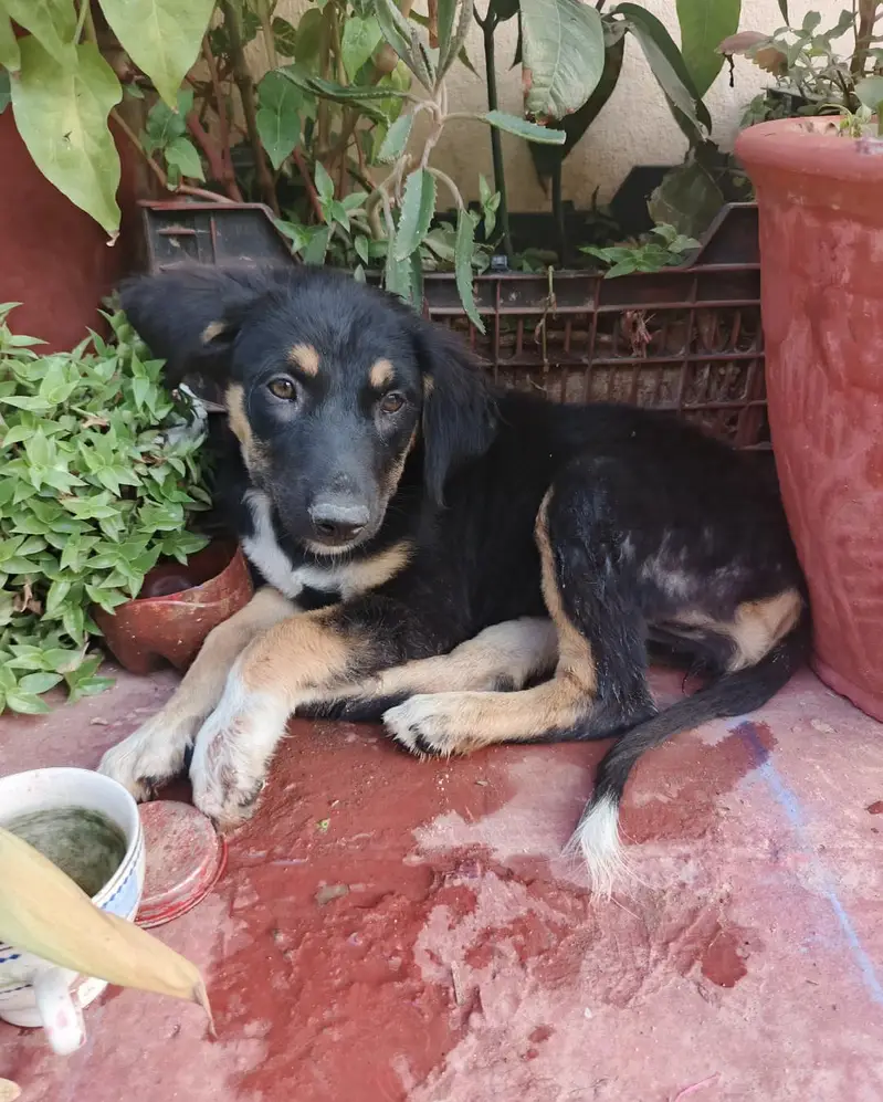very playful nd attached puppy. who want then inbox — photo 2
