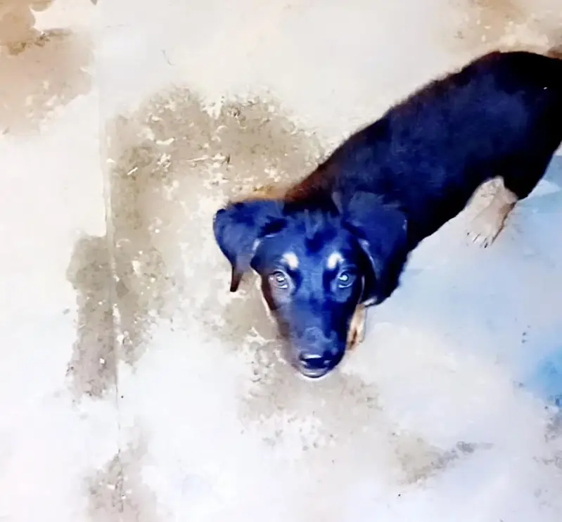 very playful nd attached puppy. who want then inbox — photo 3