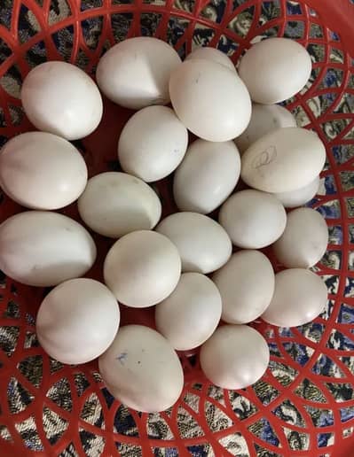 Ducks eggs