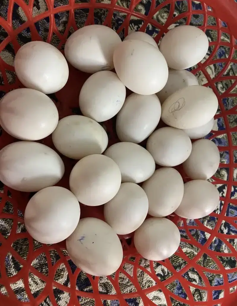 Ducks eggs