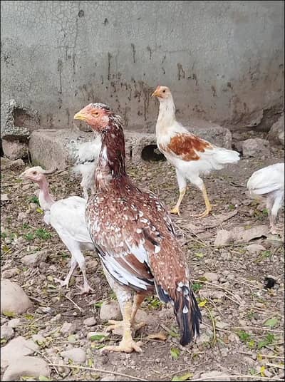 home breed andon ki gurrenty hai (cargo only in Rawalpindii islamabad)
