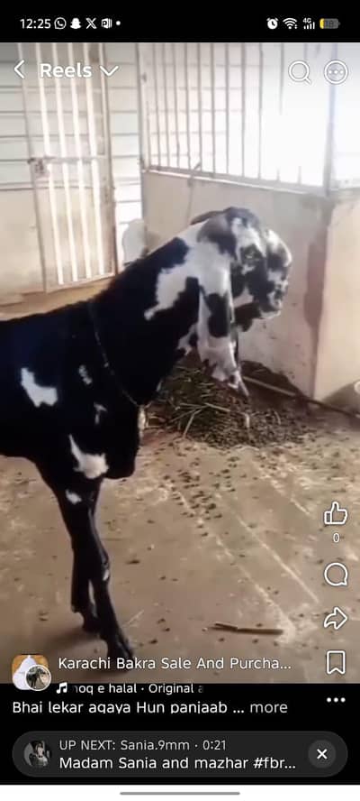 full point mai hai beetal nagra  breader