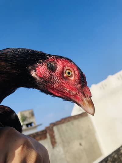 Pure mianwali breeder female guaranteed cargo available