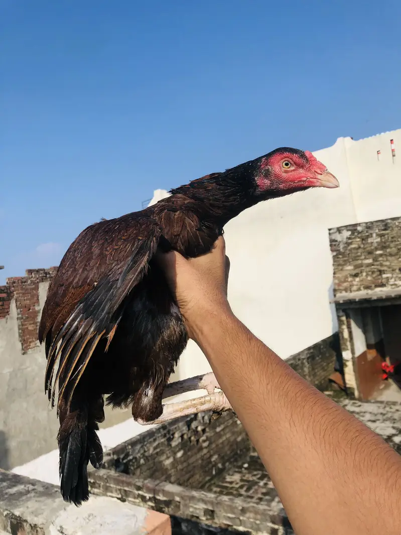 Pure mianwali breeder female guaranteed cargo available — photo 2