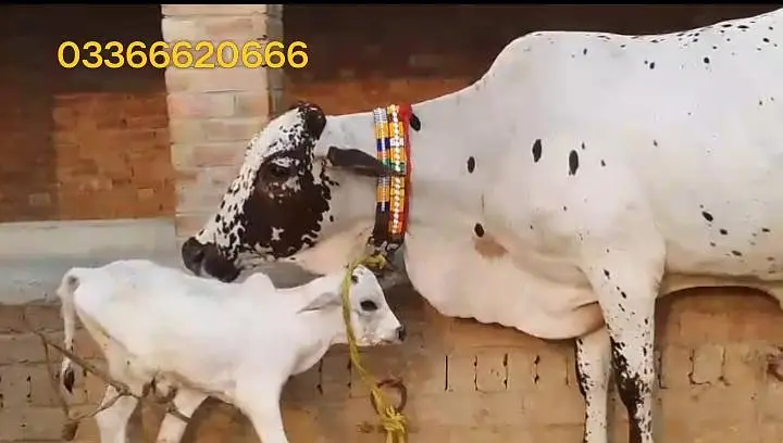 Freshly calved/taza soi/pehlan gayai/cow — photo 6