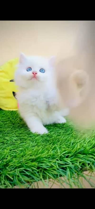 persian blue eyes kitten