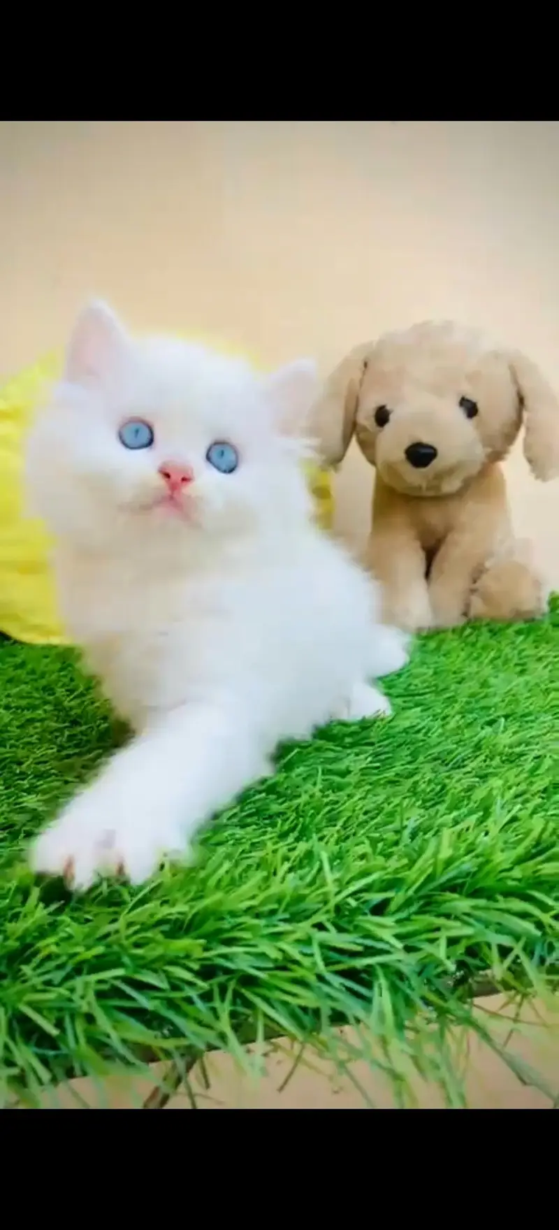 persian blue eyes kitten — photo 2