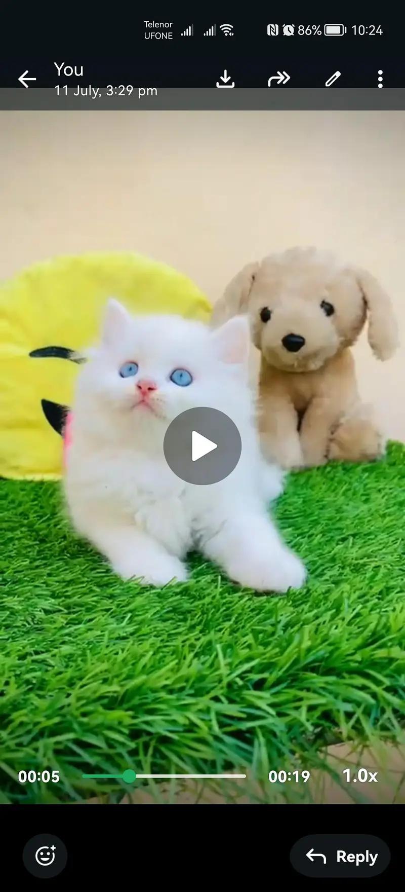 persian blue eyes kitten — photo 3