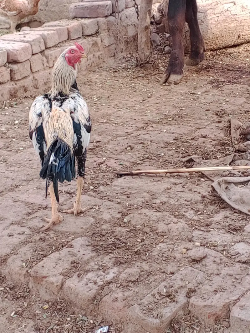 aseel patha — photo 2