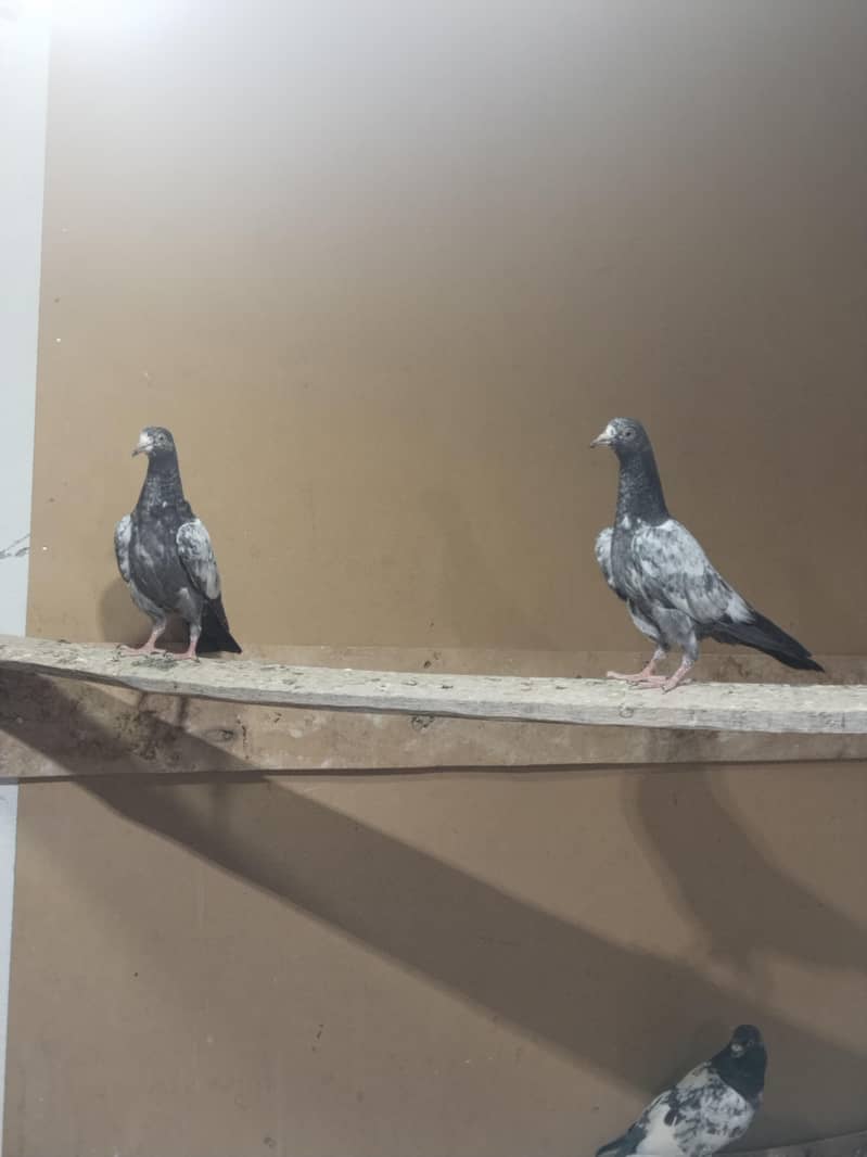 for sell 2