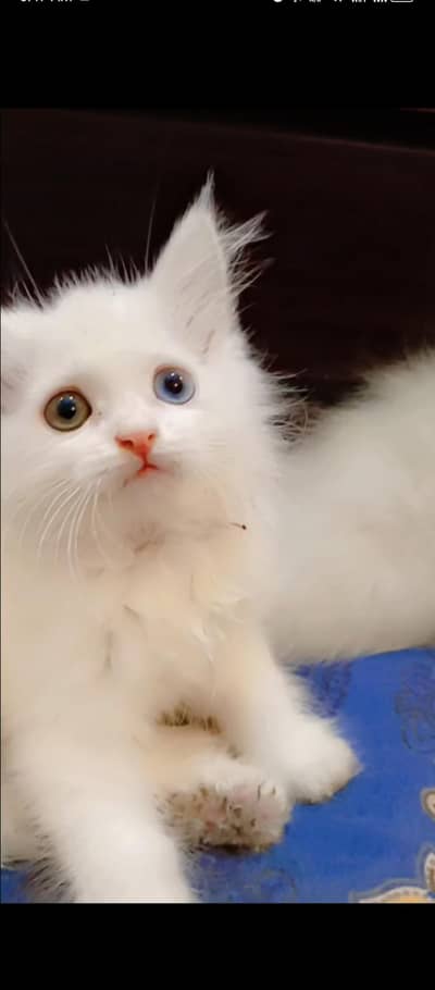 PERSIAN KITTEN FOR SALE