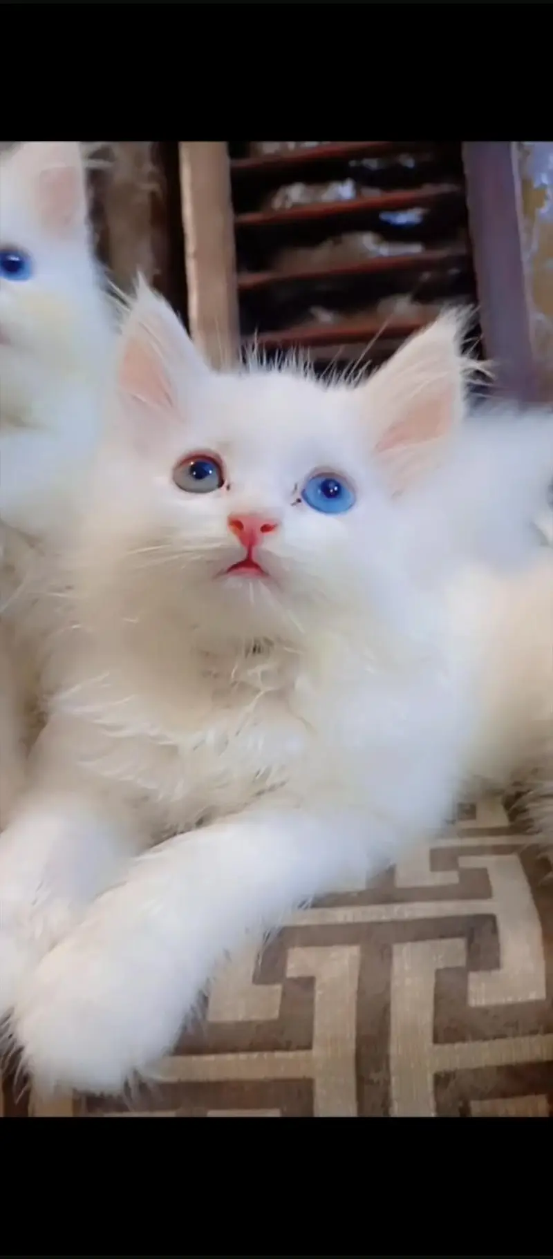 PERSIAN KITTEN FOR SALE — photo 2