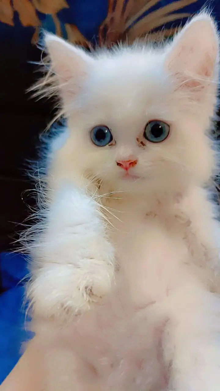 PERSIAN KITTEN FOR SALE — photo 3