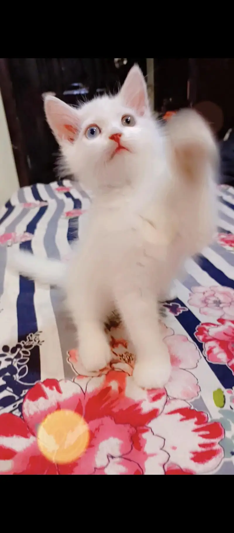 PERSIAN KITTEN FOR SALE — photo 4