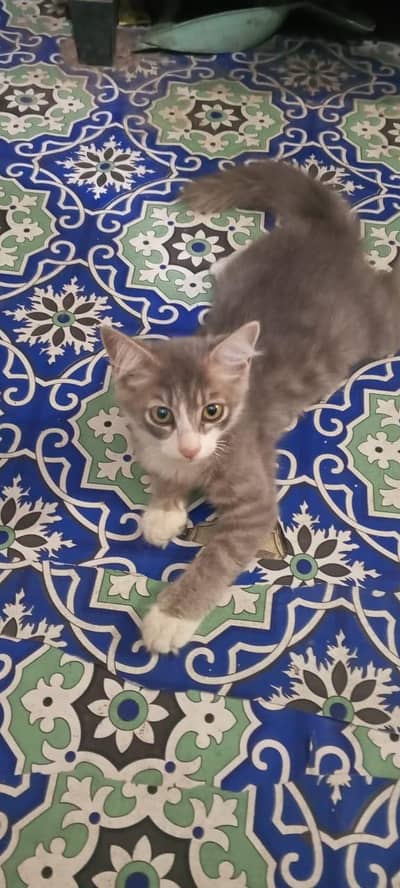 Persian cat