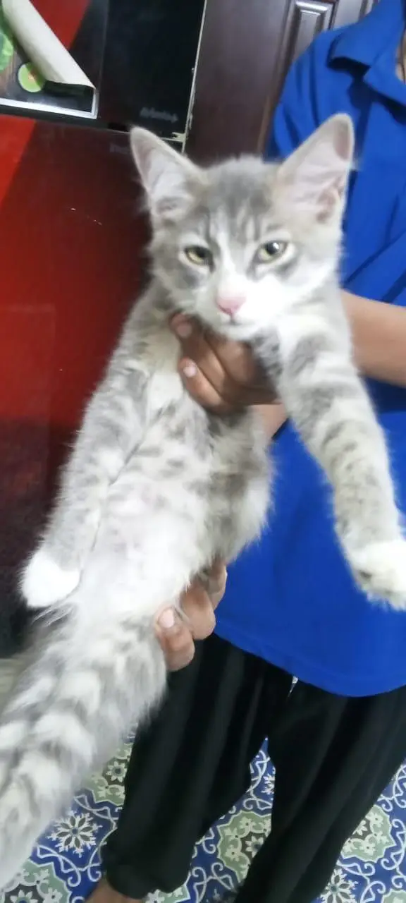 Persian cat — photo 2