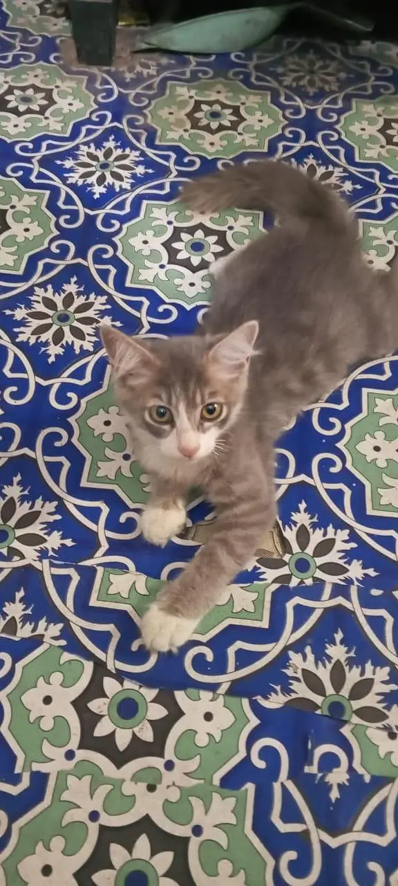 Persian cat — photo 3