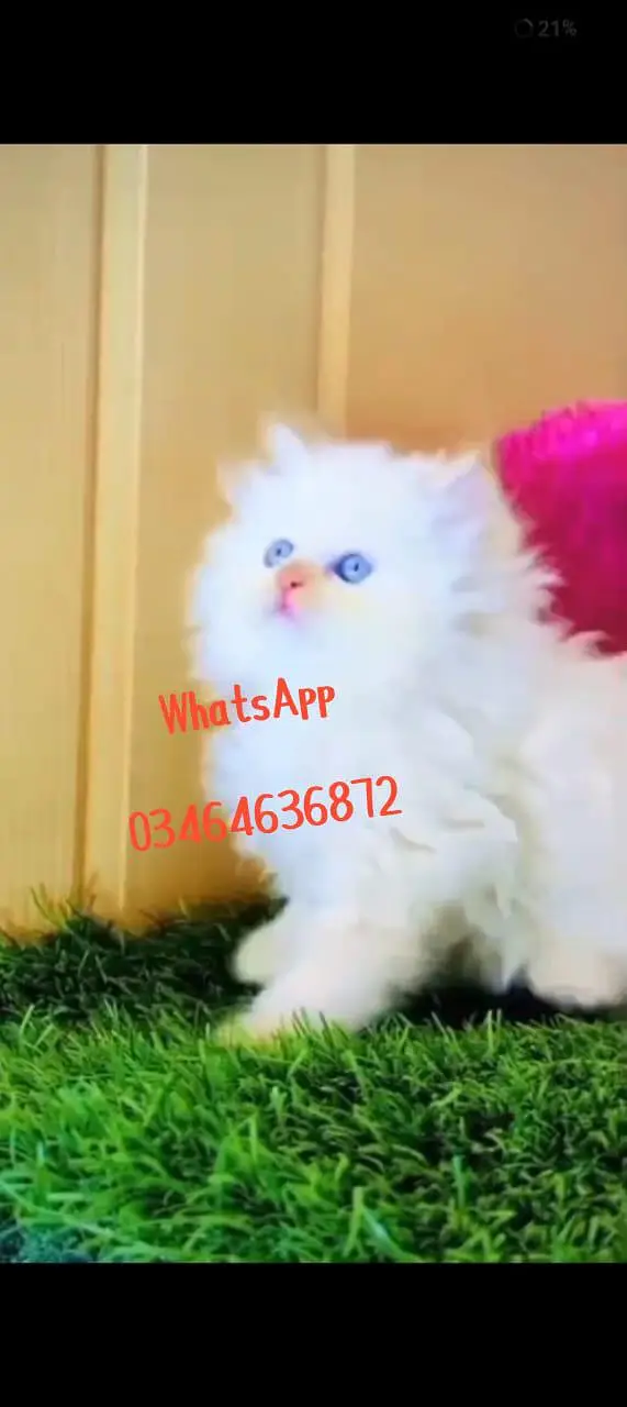 Persian cat 3 coated 5 face vaccinated delivery all Pakistan — photo 3