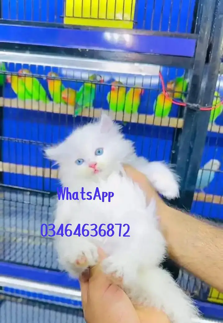 Persian cat 3 coated 5 face vaccinated delivery all Pakistan — photo 4