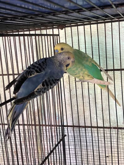 Budgies pairs and chicks