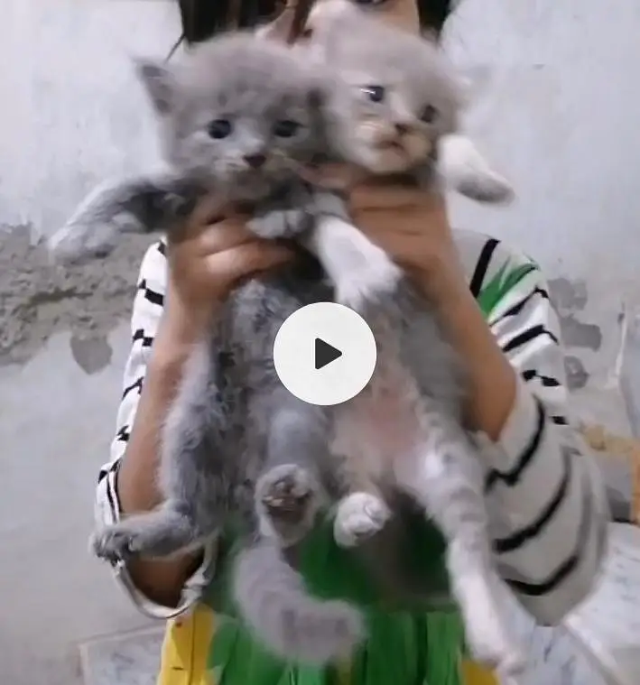 butifull bredar pair sath 4 bacha be ha — photo 5