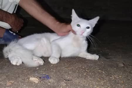 sell for cat