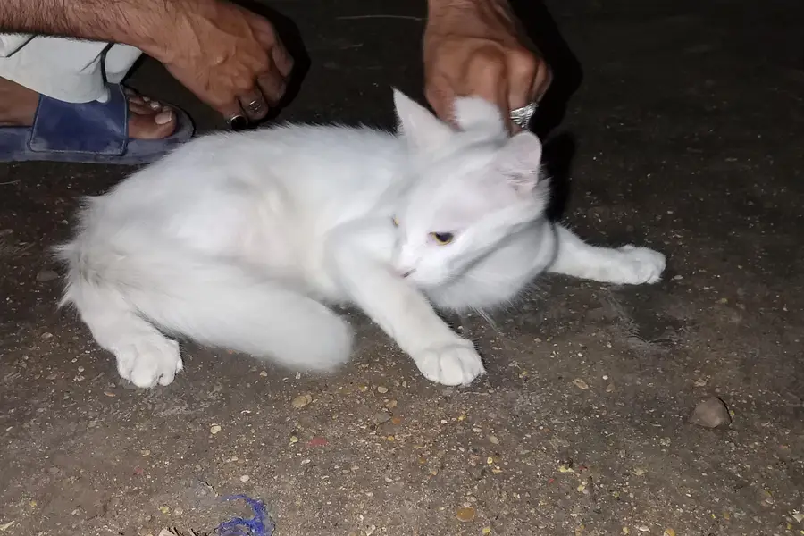 sell for cat — photo 2