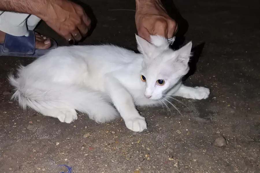 sell for cat — photo 3