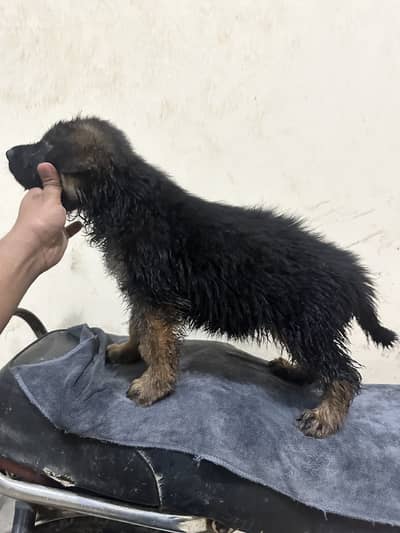 German shepherd puppies available for sale