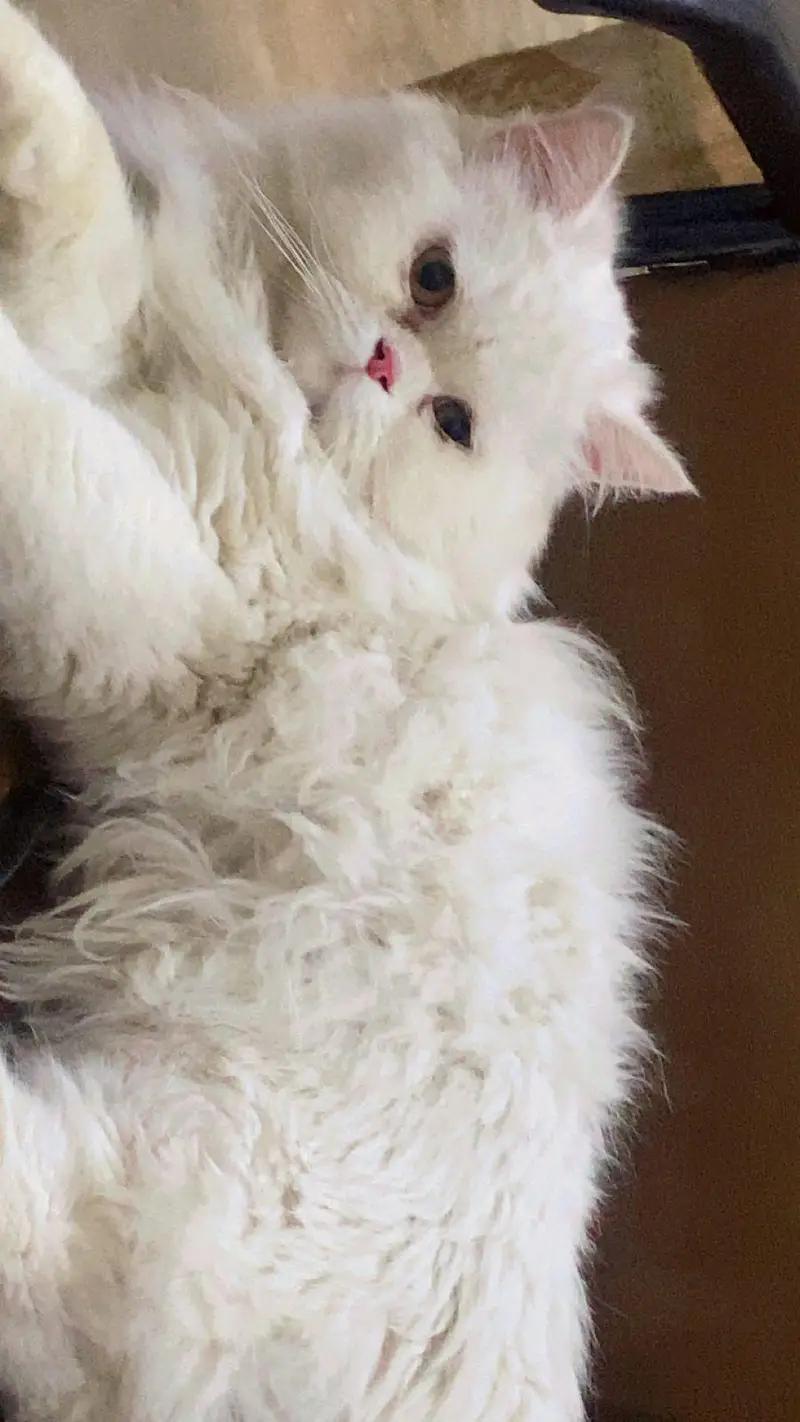 White Persian Peki Male / Triple coated — photo 2