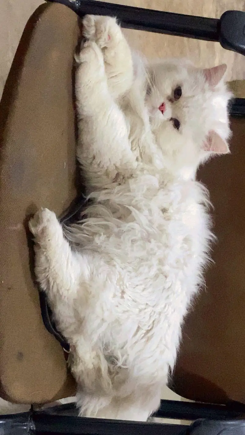 White Persian Peki Male / Triple coated — photo 3