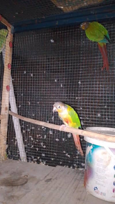 green chick conure pair for sale female hand tame ha 0 bit or malewild