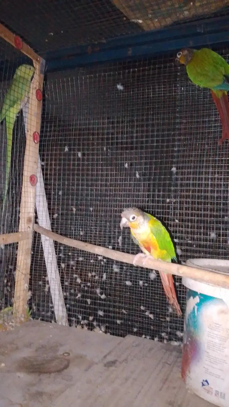 green chick conure pair for sale female hand tame ha 0 bit or malewild — photo 2
