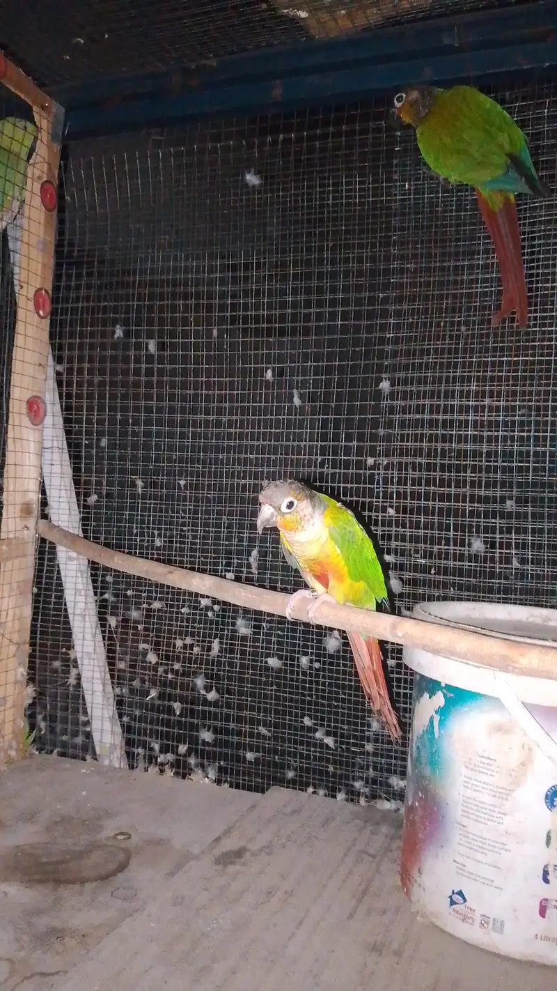 green chick conure pair for sale female hand tame ha 0 bit or malewild — photo 3