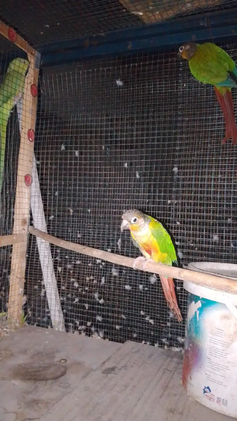 green chick conure pair for sale female hand tame ha 0 bit or malewild — photo 4